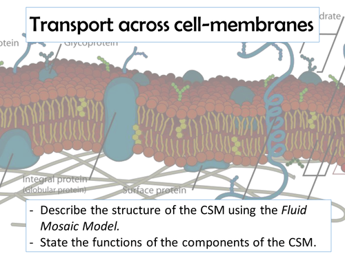 AQA AS - Cell surface membrane