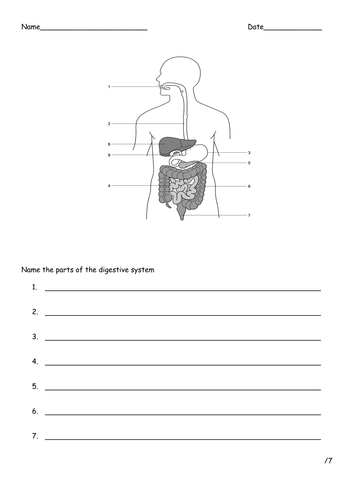 Food and Digestion