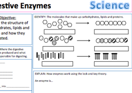 Organ Systems - AQA Trilogy