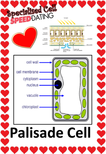 Specialised plant cell speed dating