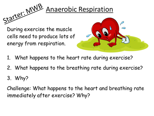 B2.17 Anaerobic Respiration GCSE Biology