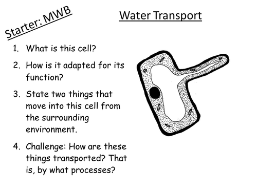 B2.21 Water Transport GCSE Biology