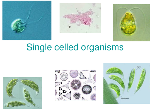 Single celled organisms | Teaching Resources