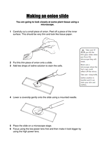Using a Microscope lesson