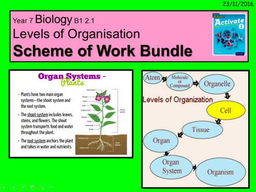 Year 7 Activate book 1 Biology B1.2  Structure and function of body systems