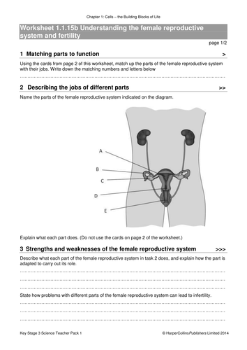 Female Reproductive System And Fertility Lesson New Ks3 Teaching