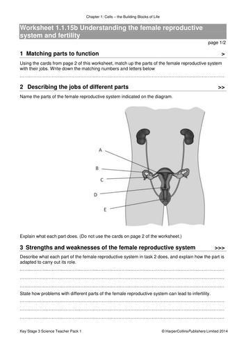 Female Reproductive System And Fertility Lesson New Ks3 Teaching 2637