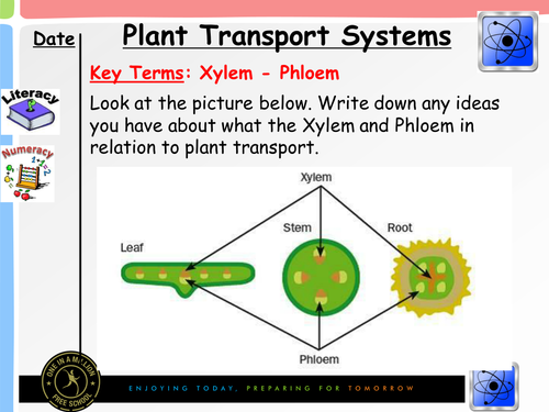 Transpiration (plant transport systems) 3 lesson Bundle