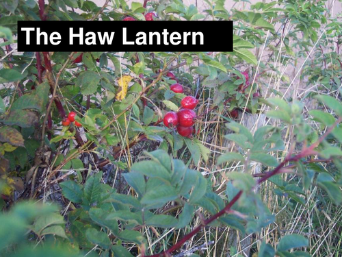 OCR GCE H074 Literature Poetry - 'The Haw Lantern' by Seamus Heaney.