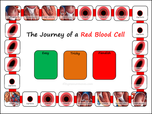 Journey of a red blood cell board game