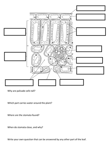 Leaf Structure Worksheet