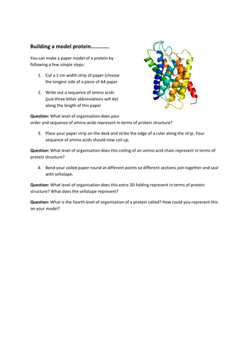 Building a model protein