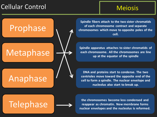 Meiosis lesson