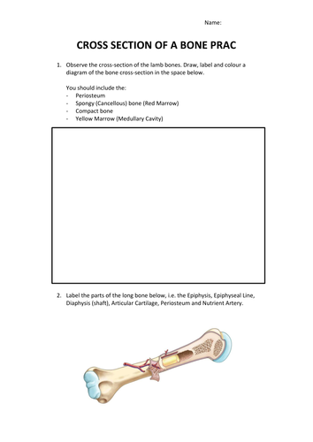 Long Bone Cross Section Worksheet Teaching Resources