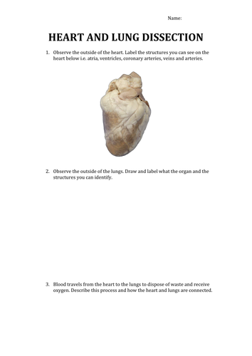 Heart and lung dissection worksheet