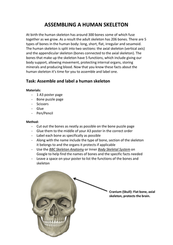 Assembling a human skeleton activity
