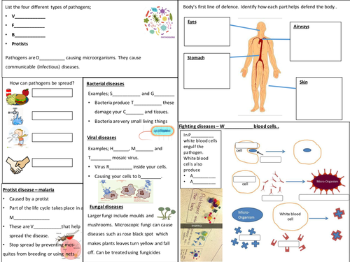 B3 infection and response revision poster (Trilogy)