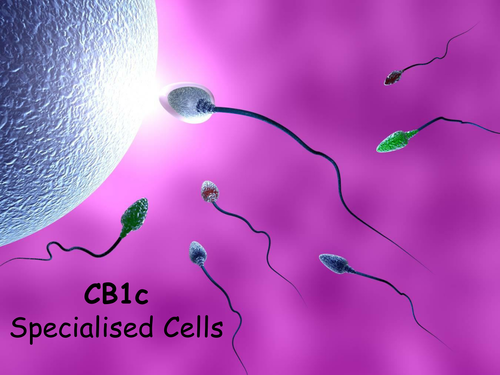 Edexcel CB1c Specialised Cells