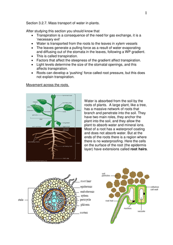 Transpiration occurs through picture
