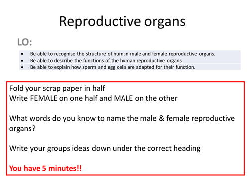 KS3 reproductive organs