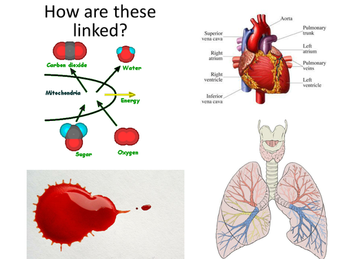 KS3 the  heart