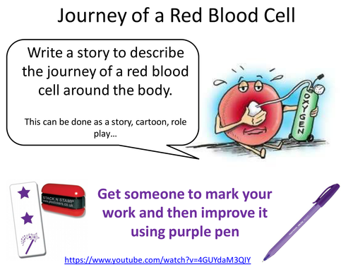 KS3 blood vessels by rebeccamtimms - Teaching Resources - Tes
