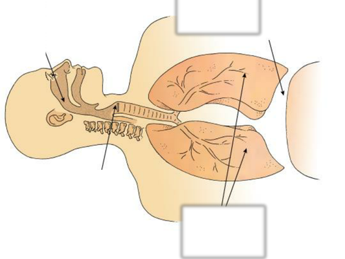 The Voice - Scheme of Work