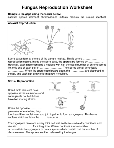 Reproduction in spore forming fungi for new AQA biology GCSE