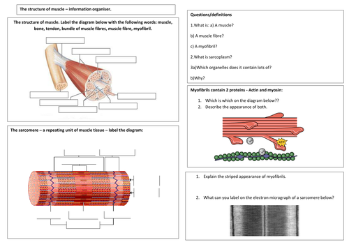 The structure of muscle AQA  A level Biology info organiser and PPT