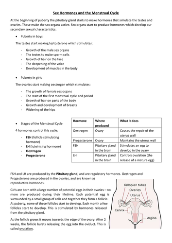 Menstrual Cycle