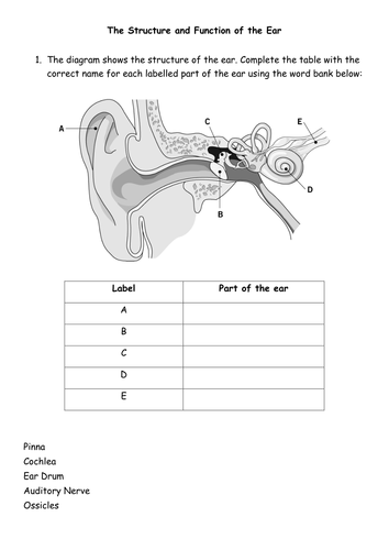 Ear Diagram Worksheet Grade 4 - Human Anatomy