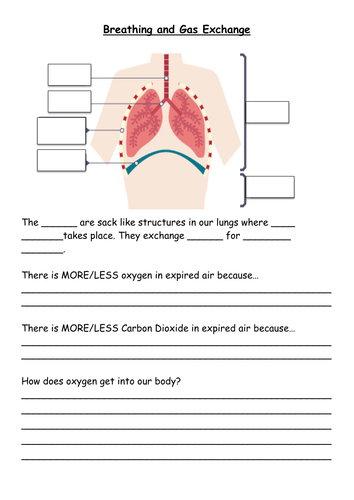 Breathing and Gas Exchange 2016 GCSE by rossydunn - Teaching Resources