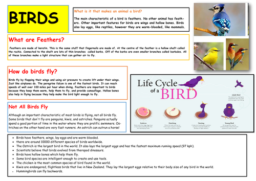 Facts about Birds and Life Cycle