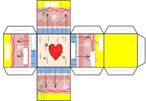 Human Skin Layers 3D Cube Model | KS3 GCSE Biology Activity
