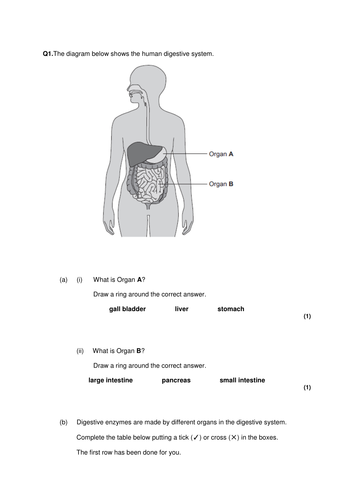 B2 GCSE Biology AQA Enzyme revision exam questions plus mark scheme