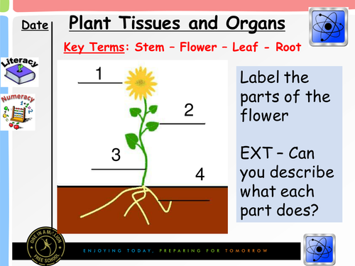 Plant Tissues and Organs New 2016 GCSE