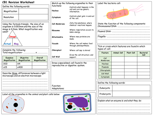 edexcel cb1 revision worksheet teaching resources