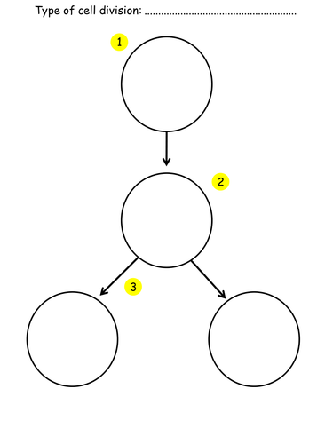 B2.1 - Cell Division