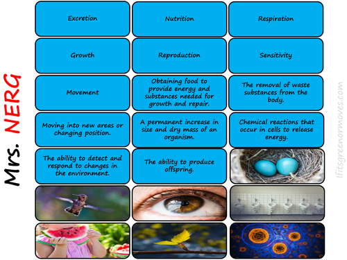 Mrs NERG / GREN Memory Card Game