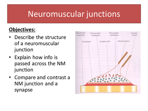 Neuromuscular junctions New A level Biology AQA