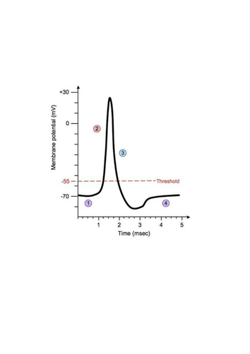 A-Level Biology B Edexcel – Topic 9 – L7 Nervous Transmission and Neurones