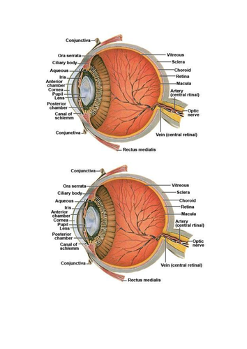 A-Level Biology B Edexcel – Topic 9 – L9 Detection of Light by mammals