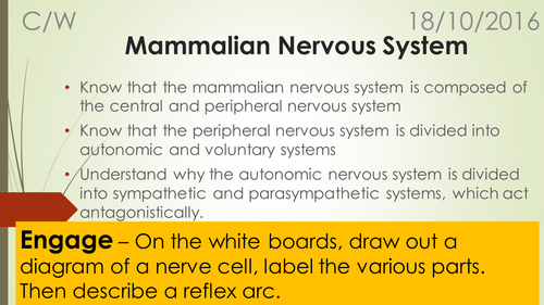 A-Level Biology B Edexcel – Topic 9 – L6 Mammalian Nervous system
