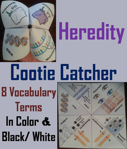 Heredity/ Genetics Activity