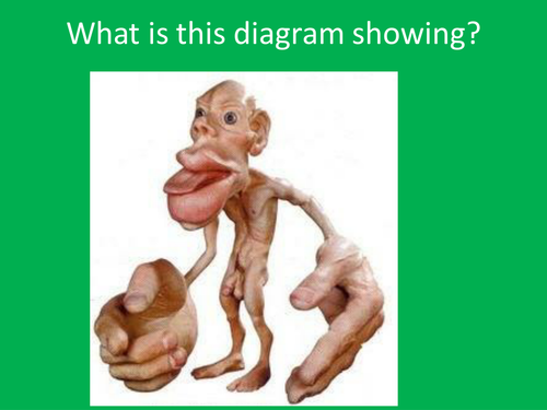 Nervous System Scheme of Work