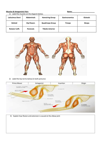 Muscles Worksheet AQA GCSE PE (1-9)