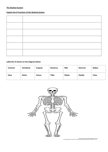 Skeletal System Worksheet AQA GCSE PE (1-9)