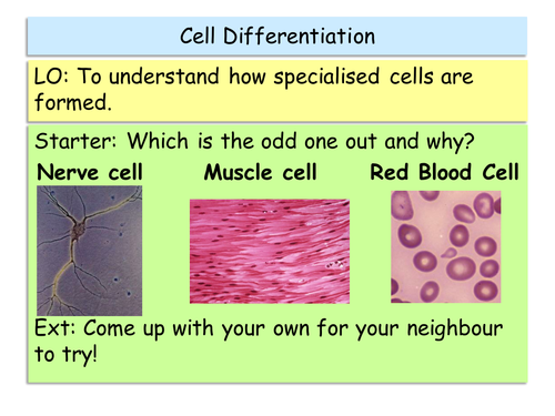 New GCSE AQA Biology Stem cells and Cell differentiation