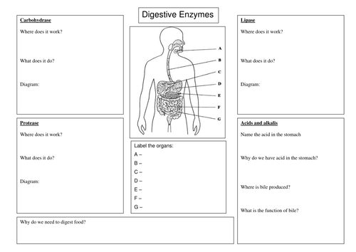 B2.1 Health and Lifestyle - Lesson 5 - Enzymes