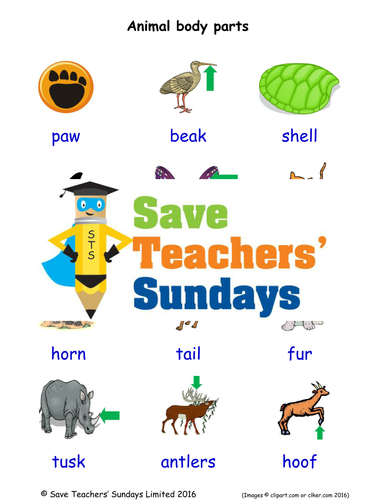 Animal Body Parts EAL/ESL Worksheets, Games, Activities and Flash Cards (with audio)